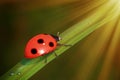 Red Realistic Beautiful Ladybird Walking on Green Grass Leaf in the Morning. 3d Rendering Royalty Free Stock Photo