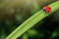 Red Realistic Beautiful Ladybird Walking on Green Grass Leaf in the Morning. 3d Rendering Royalty Free Stock Photo