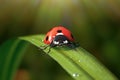 Red Realistic Beautiful Ladybird Walking on Green Grass Leaf in the Morning. 3d Rendering Royalty Free Stock Photo