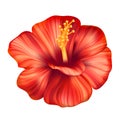 Red realistic hibiscus flower. Exotic tropical plant. Royalty Free Stock Photo