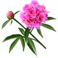 Red realistic paeonia flower with leaves and bud