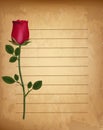 Red realistic rose on old vintage lined paper parchment backdrop Royalty Free Stock Photo