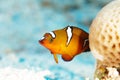 Red reef fish Royalty Free Stock Photo