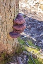 Reishi mushrooms growing on a tree trunk