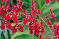 Red Renanthera Orchid with Bokeh Background and Natural Light. Royalty Free Stock Photo