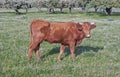 Red retinta cow grazing at Alor Mountains Dehesas