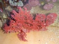 Red Rhinopias