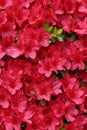 Red and Pink bursting colors in large rhododendron