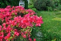 Red rhododendra flower in living garden Royalty Free Stock Photo