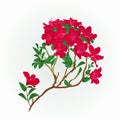 Red rhododendron branch vintage vector