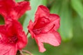 red rhododendron campanulate flowers