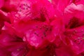 Red Rhododendron close-up