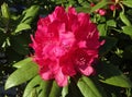 Red rhododendron flower Royalty Free Stock Photo