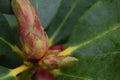 Bud Rhododendron with Green Leaf Royalty Free Stock Photo