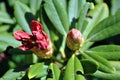 Red rhododendron flower buds close up macro detail, soft blurry green leaves background Royalty Free Stock Photo