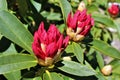 Red rhododendron flower buds Royalty Free Stock Photo