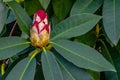 Red Rhododendron Flower Buds Royalty Free Stock Photo