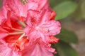 Red Rhododendron Flower Royalty Free Stock Photo