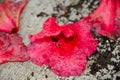 Red rhododendron flower lying on concrete driveway