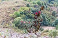 Red rhododendron flower in nature