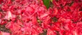 Red rhododendron flowers covering ground after rain