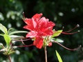 Red rhododendron flowers in the park