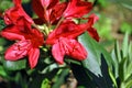 Red rhododendron flowers, soft blurry green leaves background Royalty Free Stock Photo