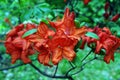 Red rhododendron flowers, soft green blurry leaves background Royalty Free Stock Photo