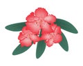 Red Rhododendron with Green Leaves on White Background Royalty Free Stock Photo