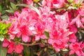 Red Rhododendrons flower