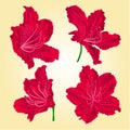 Red rhododendrons vector