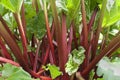 Red rhubarb Royalty Free Stock Photo