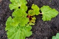 Red rhubarb plant growing in compost soil, inearly spring, showing big leaves containing oxalic acid. Red stalks showing.