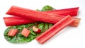 Red rhubarb stems\' cuts over rhubarb leaves isolated on white background Royalty Free Stock Photo