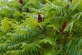 Red Rhus typhina Royalty Free Stock Photo