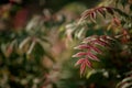 Red ribbed leaves on a red branch of a shrub close-up. Blurred red-green natural background, bokeh. Royalty Free Stock Photo