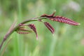 Red-Ribbed Wild Grass in Scottish Countryside