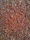 Red rice background Royalty Free Stock Photo