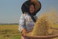 Red Rice Harvest