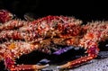 Red-ridged Clinging Crab,Mithraculus forceps Royalty Free Stock Photo