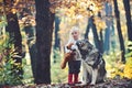 Red riding hood with wolf in fairy tale woods. Child play with husky and teddy bear on fresh air outdoor. Little girl Royalty Free Stock Photo