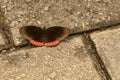 Red Rim Butterfly (Biblis hyperia)