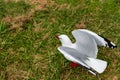 Red rimmed seagull on green grass Royalty Free Stock Photo