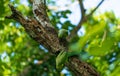 Red ringed parrot pair in an old dead tree branch, searching for a suitable place to create a hole