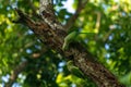 Red ringed parrot pair in an old dead tree branch, searching for a suitable place to create a hole for a nest