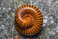 Red rings millipede Royalty Free Stock Photo