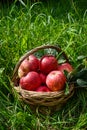 Red ripe apple in basket Royalty Free Stock Photo