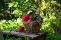 Red ripe apple in basket Royalty Free Stock Photo