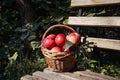 Red ripe apple in basket Royalty Free Stock Photo