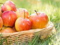 Red ripe apple in basket on yard. Royalty Free Stock Photo